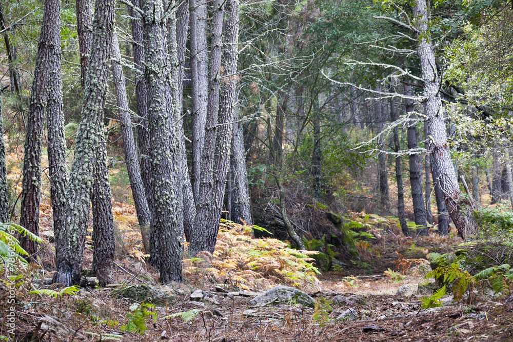 Obraz premium Pinos en Iruelas. Ávila