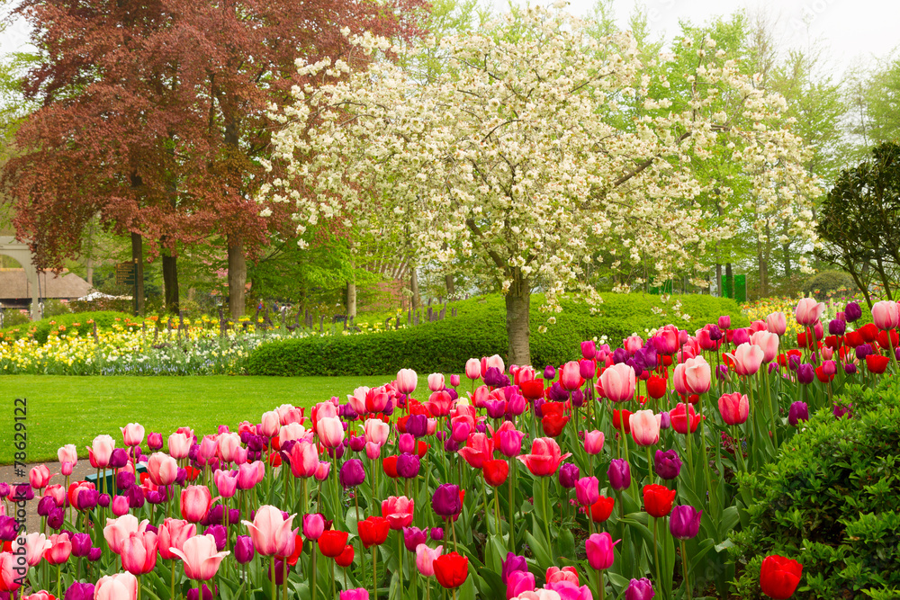 spring garden with blooming tree abd tulips
