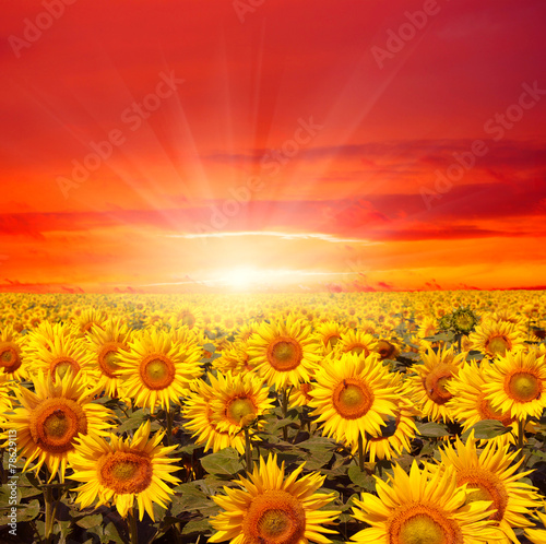 field of sunflowers