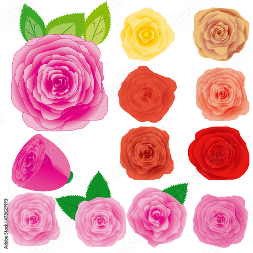 Set of different roses, vector illustration