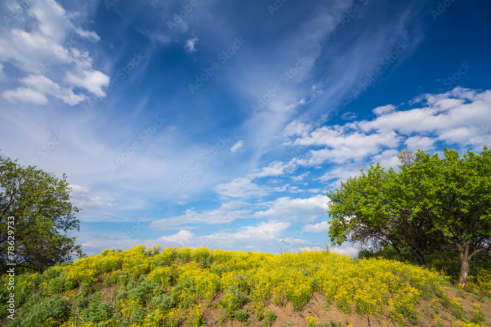 field on a background of the sky field on a background of the sky