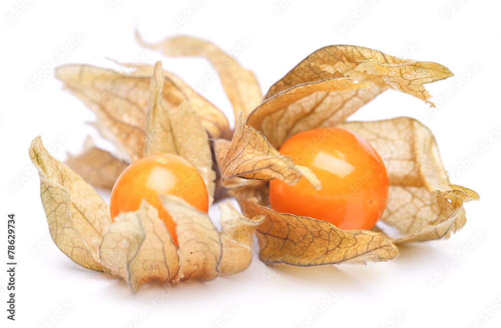 physalis physalis