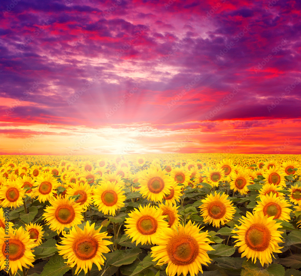Obraz premium field of sunflowers