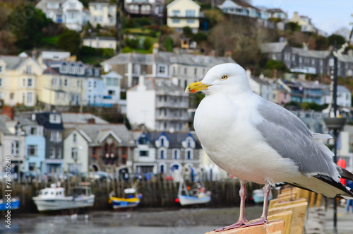 Seagull in a typically British seaside town setting