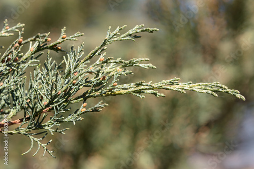 Juniperus sargentii photo