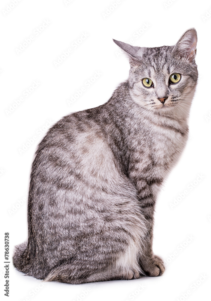 Obraz premium gray tabby cat