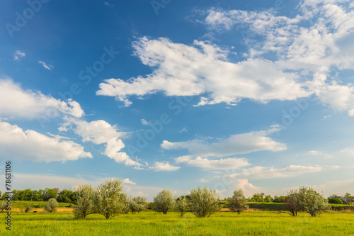 field on a background of the sky