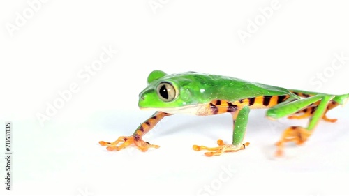 Tiger-striped Leaf Frog (Phyllomedusa tomopterna) photo