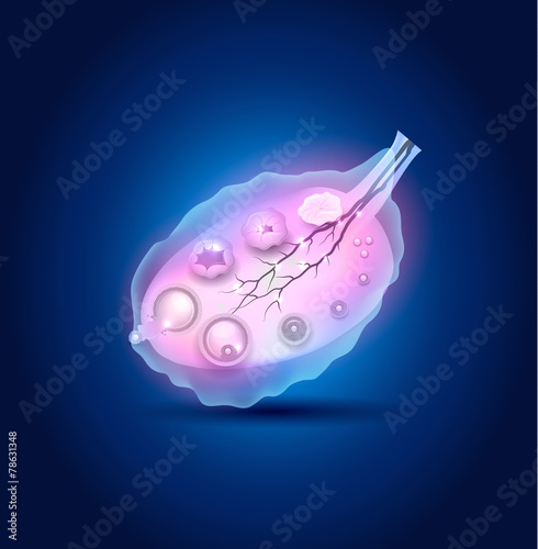 Ovulation in the Ovary detailed diagram, blue design