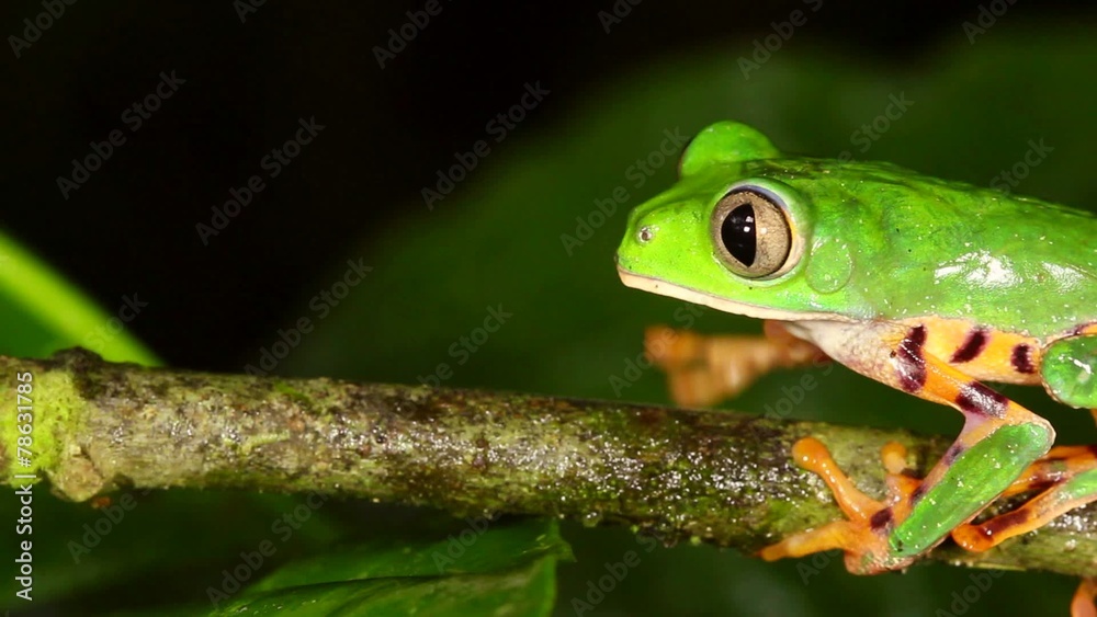 Tiger-striped Leaf Frog (Phyllomedusa tomopterna) Tiger-striped Leaf Frog (Phyllomedusa tomopterna)