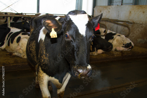 Holstein cows