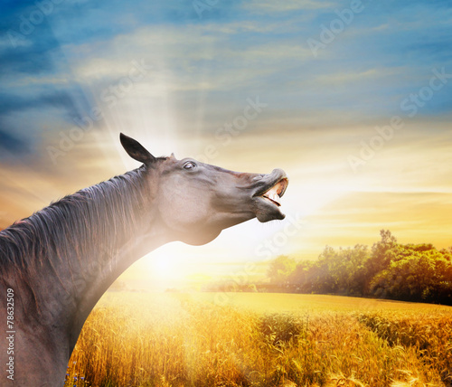 smile horse on autumn field background wih sunshine