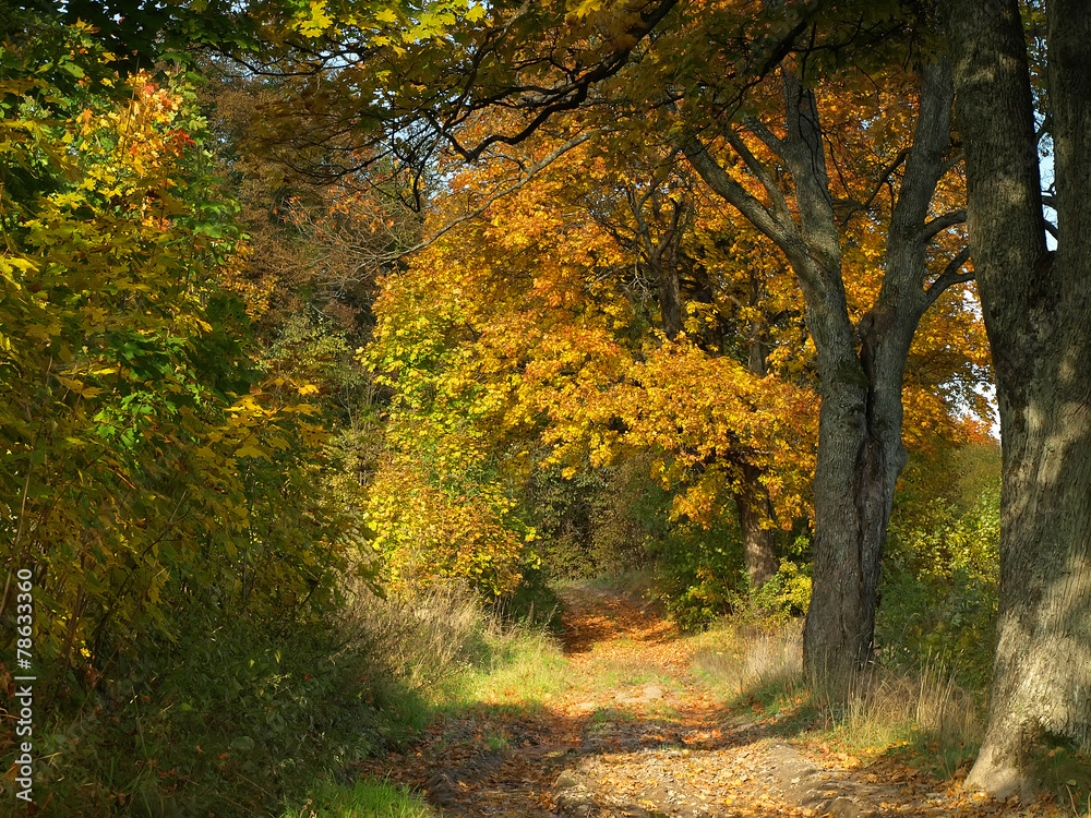 sunny colorful autumn road