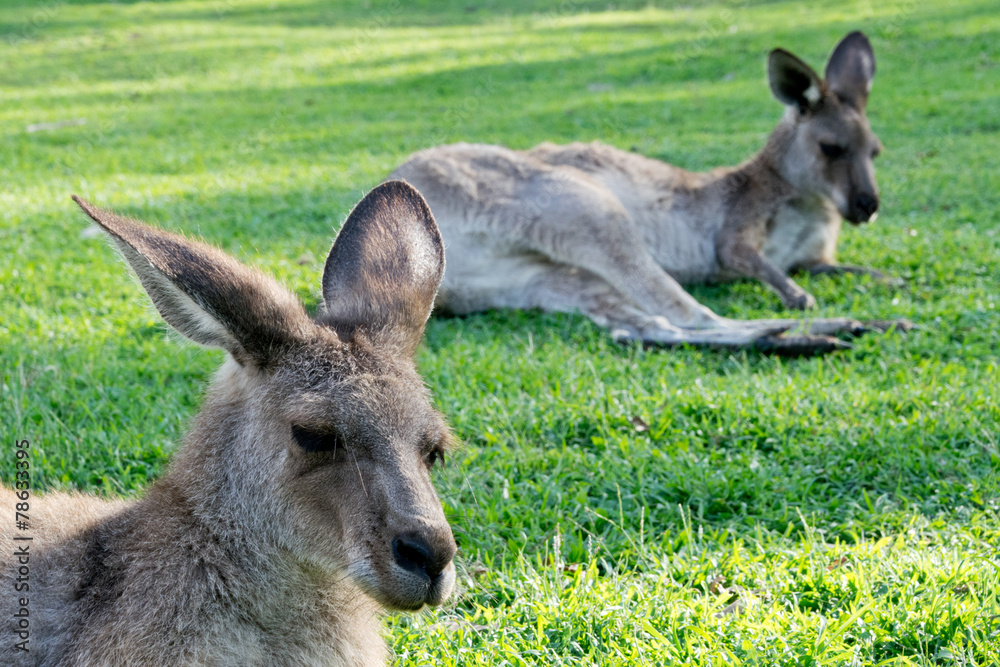 Resting kangaroos