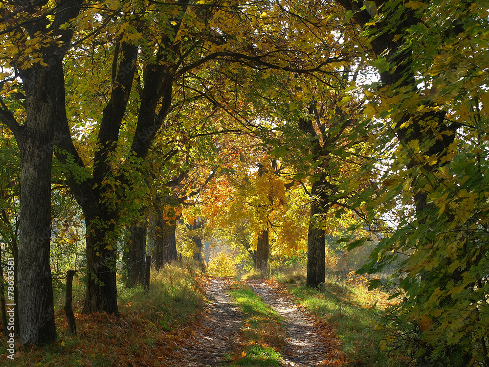 sunny colorful autumn road