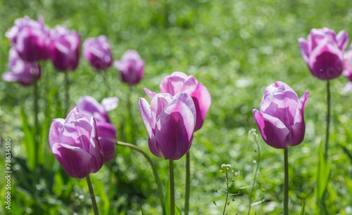 Purple tulip on a green background