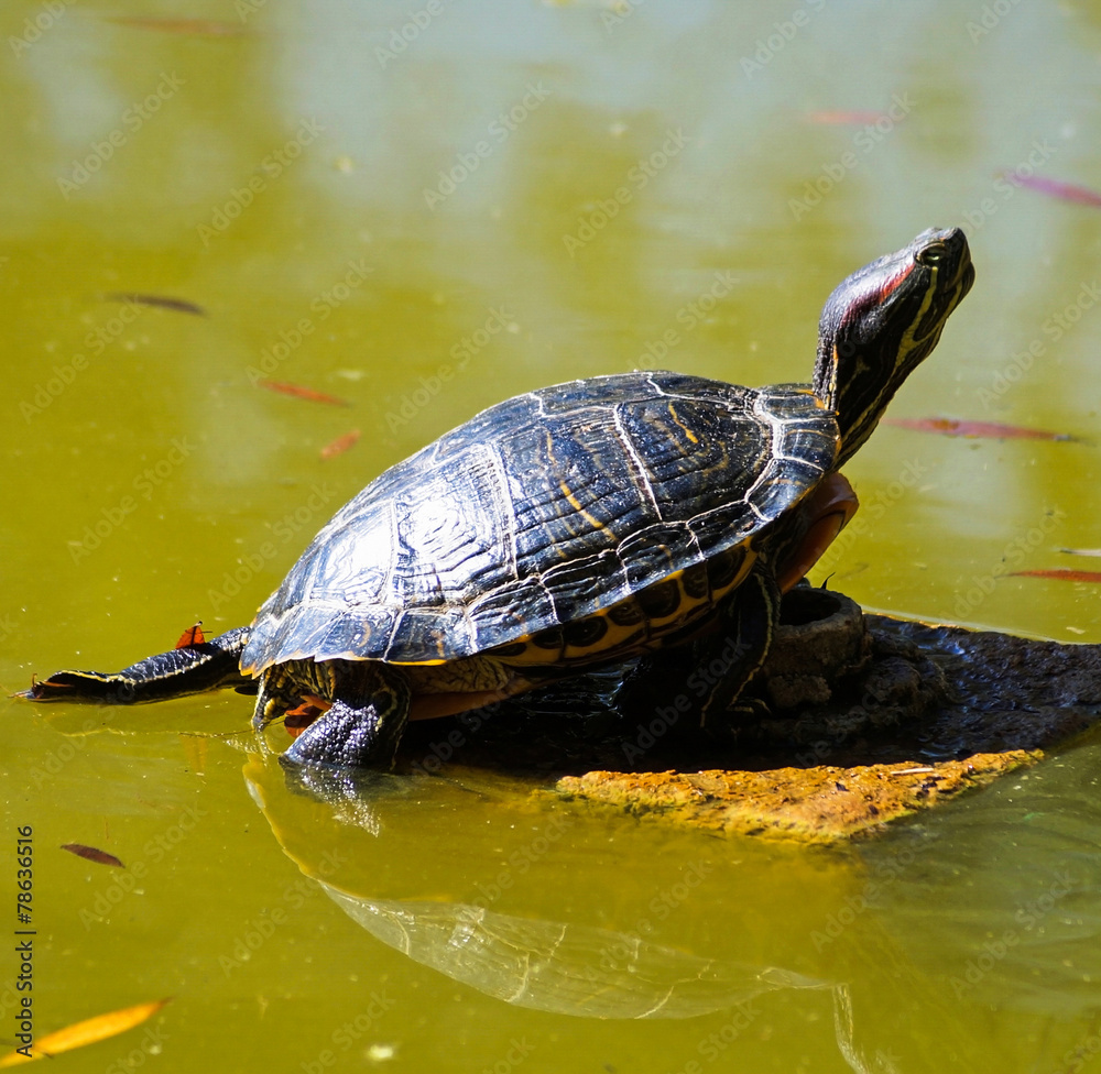 Obraz premium Turtle