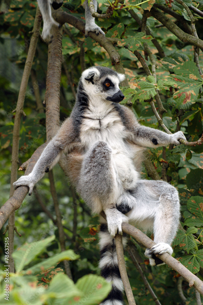 Obraz premium Ring-tailed lemur (Lemur catta). .
