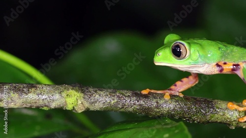 Tiger-striped Leaf Frog (Phyllomedusa tomopterna)
