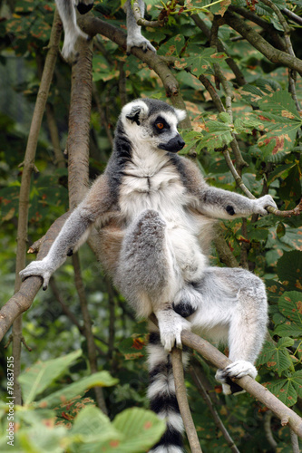 Ring-tailed lemur (Lemur catta). .