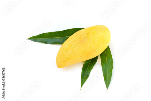 Yellow mango isolated