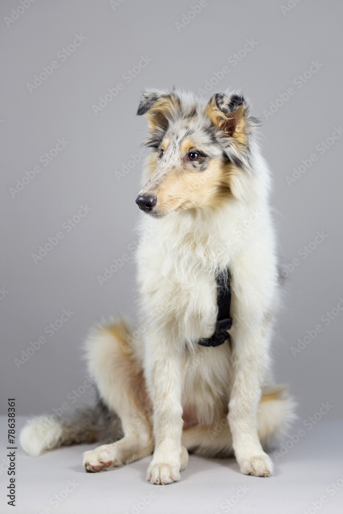 Fototapeta premium Collie Baby