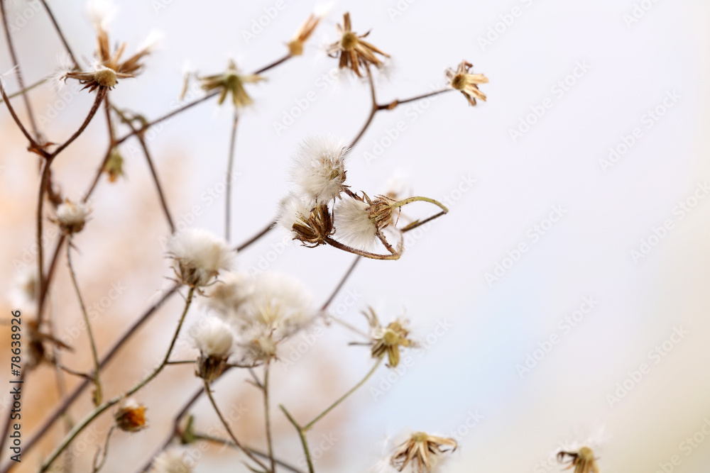 Dried wildflowers on light background Dried wildflowers on light background