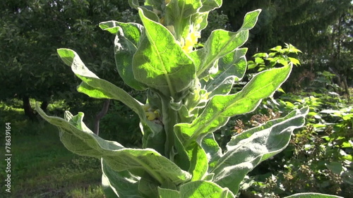 blooming Great Mullein Verbascum densiflorum in garden