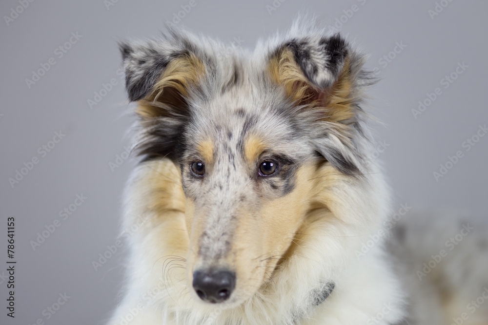 Fototapeta premium Collie Baby