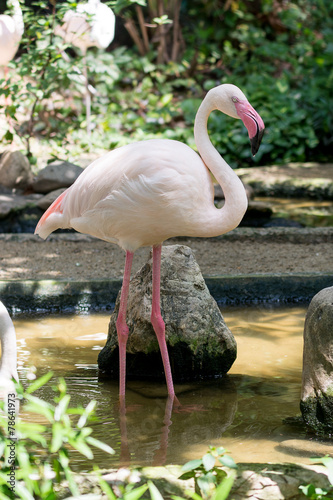 Pink flamingo closeup