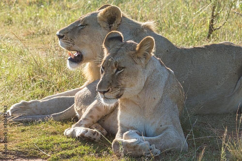 Naklejka premium Lionesses Basking In The Sun