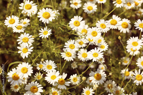 Field of daisy flowers