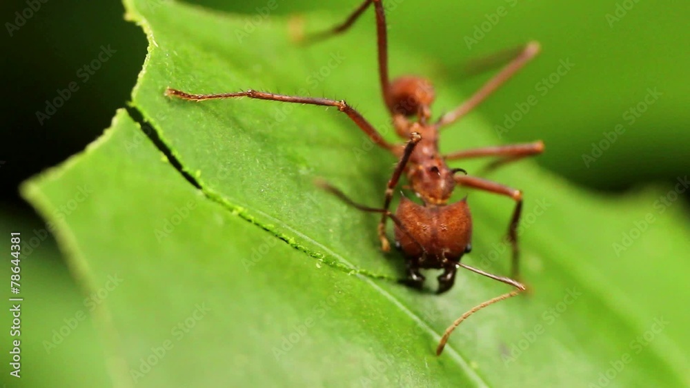 Leaf cutter ants (Atta sp.) in the rainforest, Ecuador Leaf cutter ants (Atta sp.) in the rainforest, Ecuador