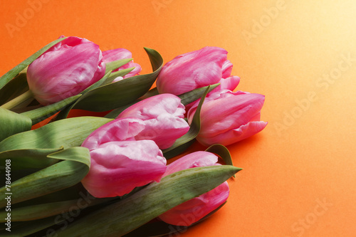 Tulip on orange background