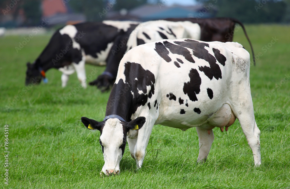 dairy cows grazing on a pasture in Friesland(Holland) dairy cows grazing on a pasture in Friesland(Holland)