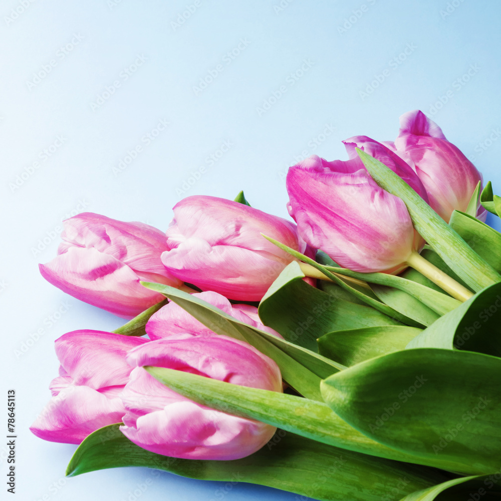 The pink tulips on a blue background The pink tulips on a blue background