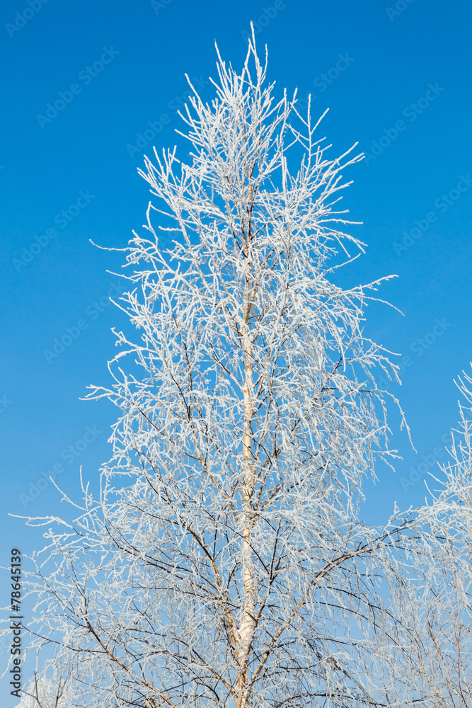 Frosted tree