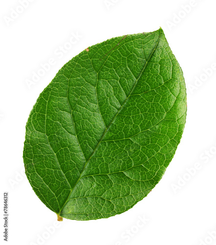 fresh green leaf on a white background