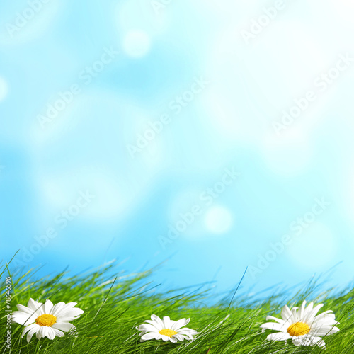 Fototapeta Naklejka Na Ścianę i Meble -  Spring chamomiles