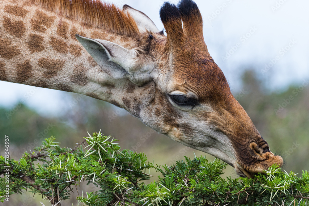 Obraz premium Giraffe (Giraffa camelopardalis) Feeding