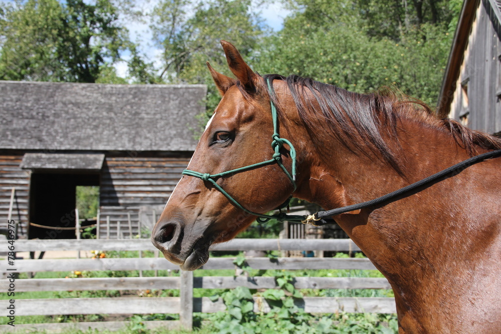 Fototapeta premium Caeser