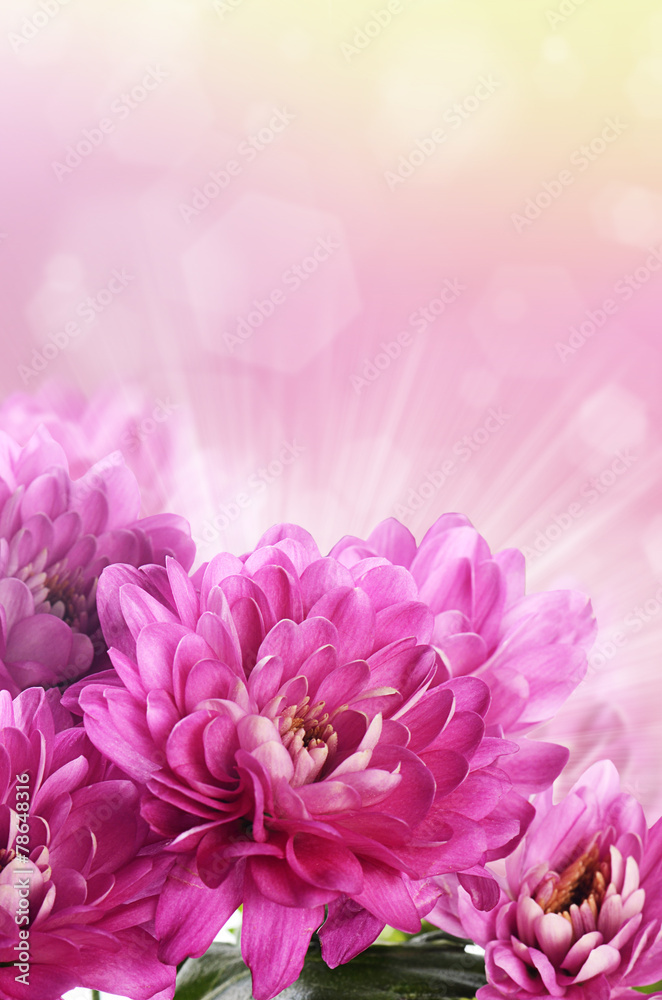 Flower pink chrysanthemums