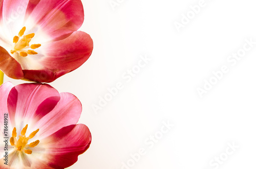 Fototapeta Naklejka Na Ścianę i Meble -  tulips isolated