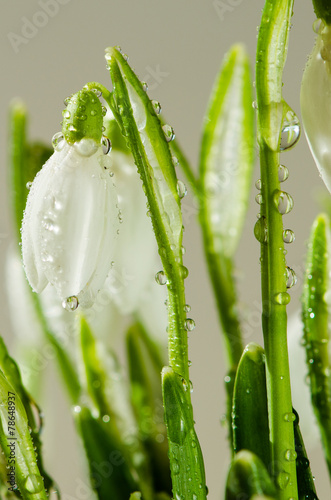 Fototapeta Naklejka Na Ścianę i Meble -  snowdrop