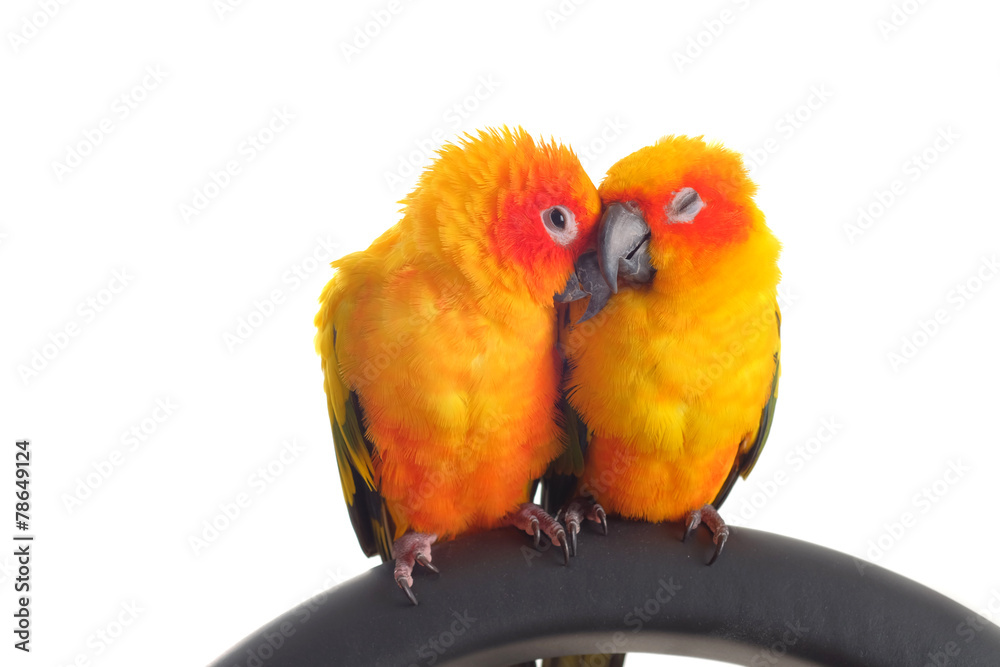 Fototapeta premium Isolated of lovely Sun Conure in pair