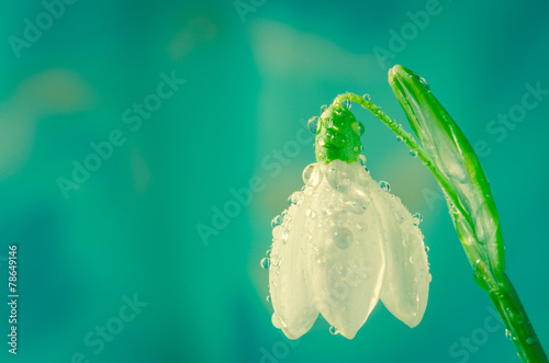 Fototapeta Naklejka Na Ścianę i Meble -  snowdrop
