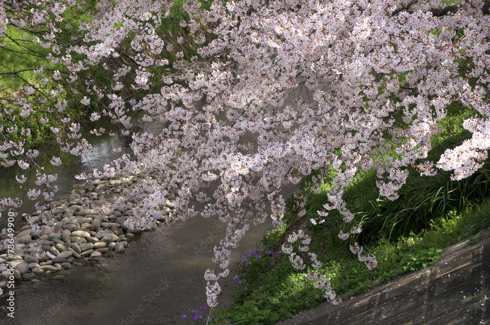 川にかかる桜