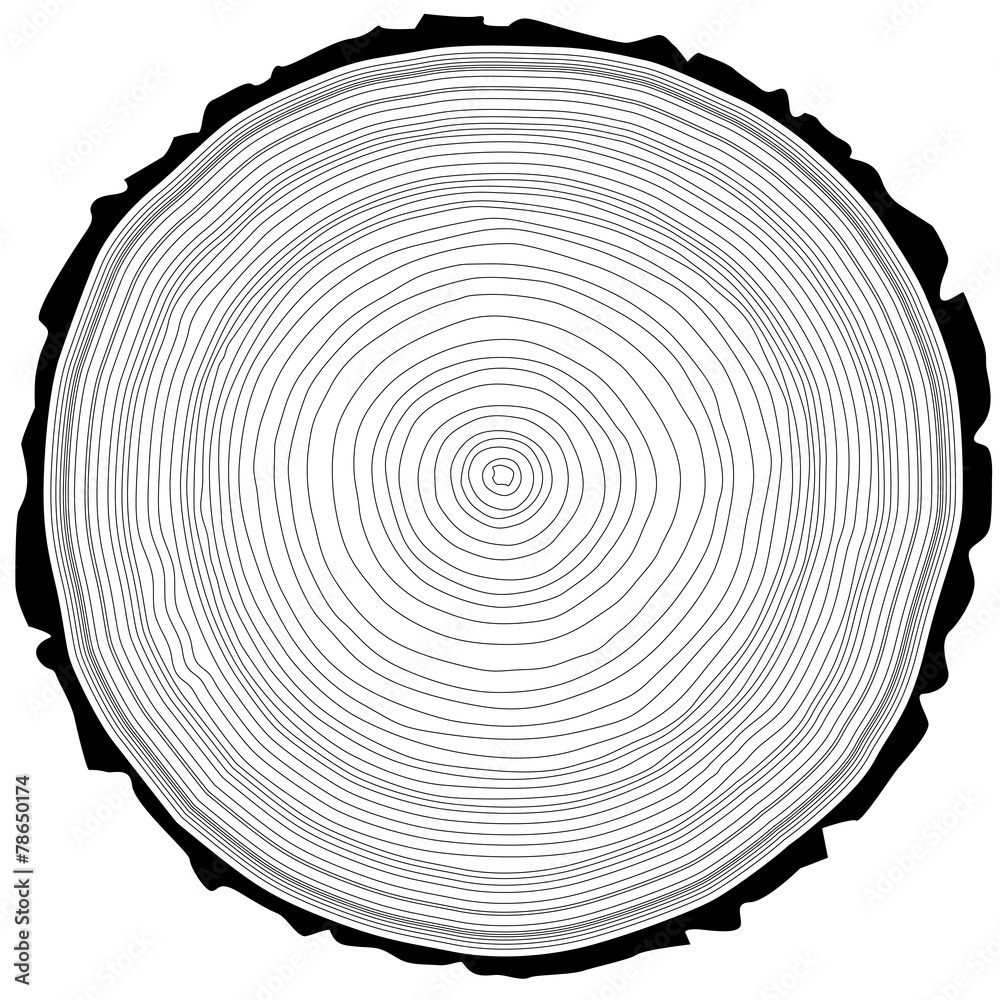 Fototapeta premium Tree rings saw cut tree trunk background.