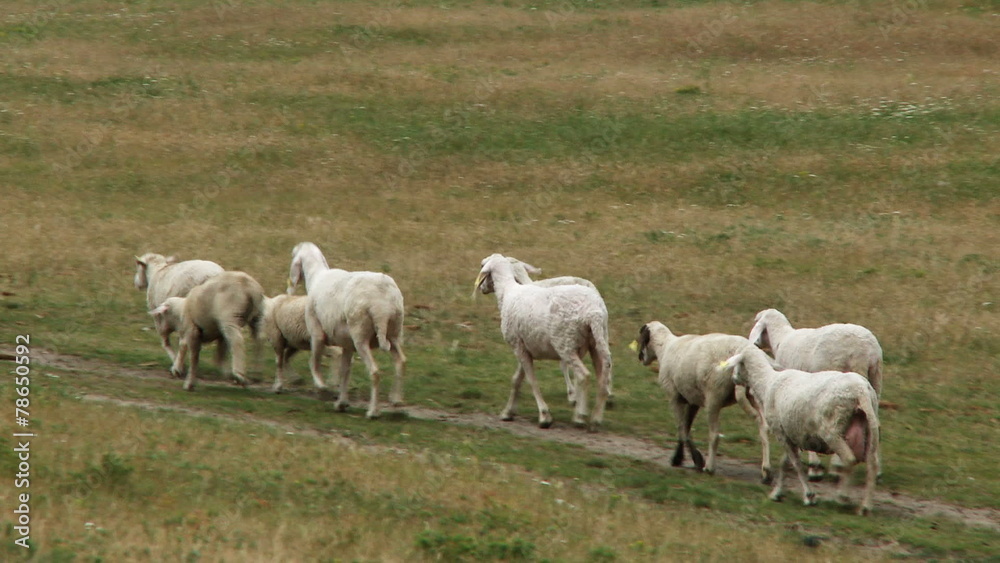 Flock of sheep on the meadow - HD 1080p footage Flock of sheep on the meadow - HD 1080p footage