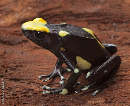 yellow poison arrow frog photo